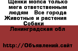 Щенки мопса только мега-ответственным людям - Все города Животные и растения » Собаки   . Ленинградская обл.